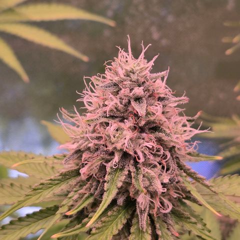 Apple Jack growlog timeline photo