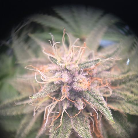 Platinum Paloma growlog timeline photo