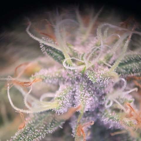 Platinum Paloma growlog timeline photo