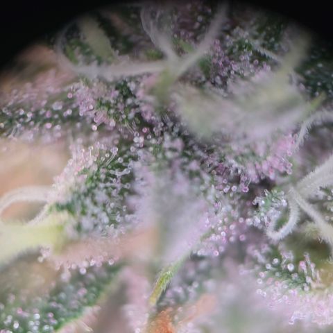 Platinum Paloma growlog timeline photo
