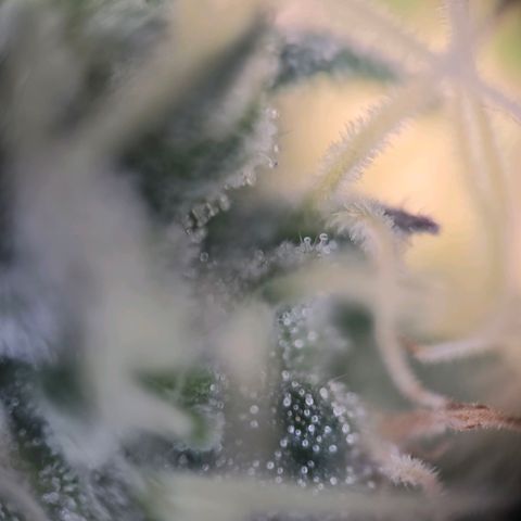 Lumpy's Fritter S1 growlog timeline photo