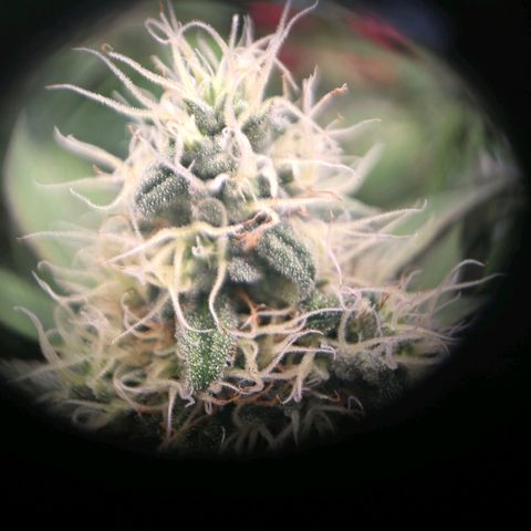 Lumpy's Fritter S1 growlog timeline photo