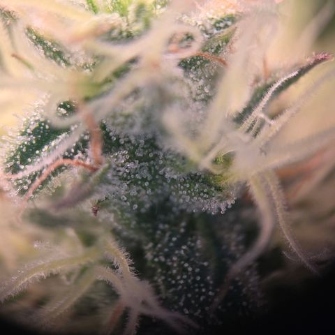 Lumpy's Fritter S1 growlog timeline photo