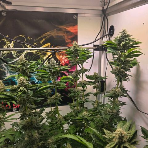 Blueberry Lobster growlog timeline photo