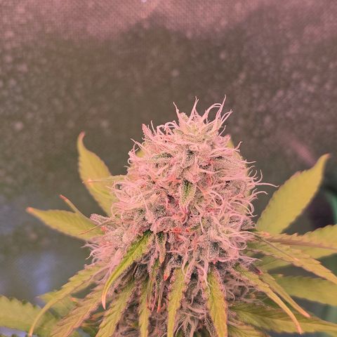 Apple Jack growlog timeline photo