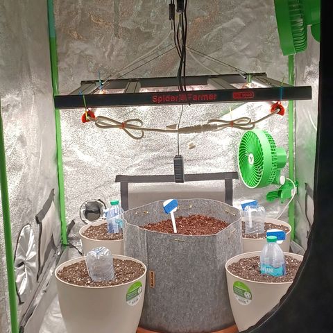 Esmarelda growlog timeline photo