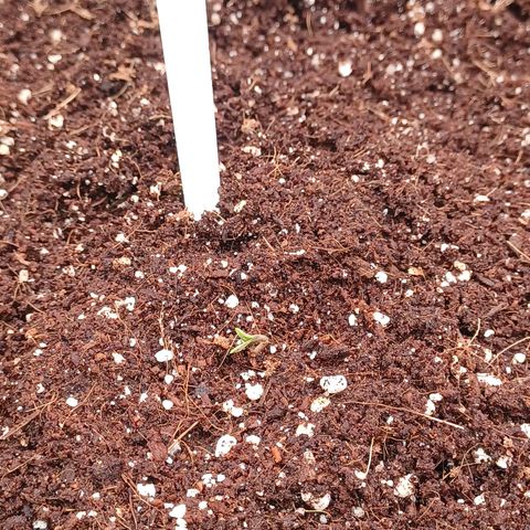 Esmarelda growlog timeline photo