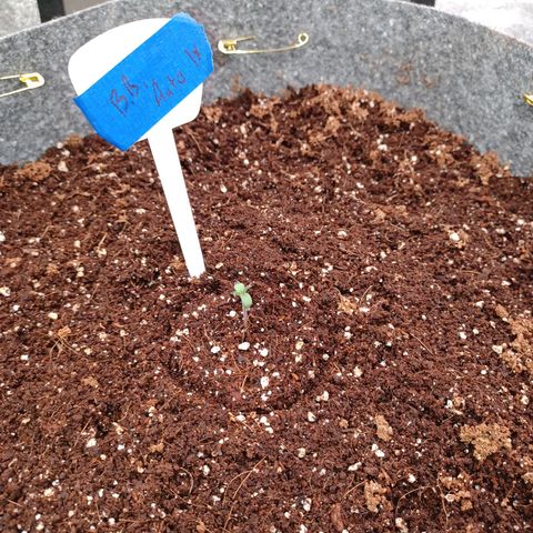 Esmarelda growlog timeline photo