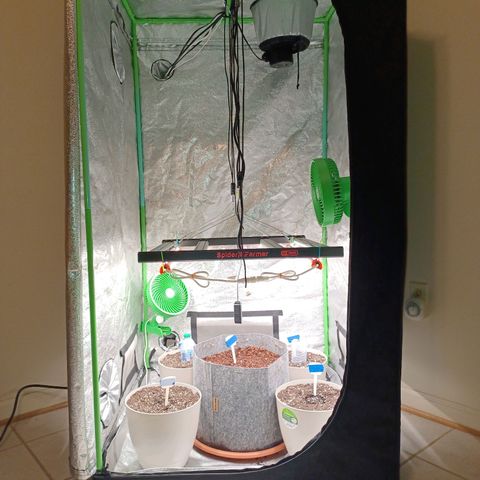 Esmarelda growlog timeline photo