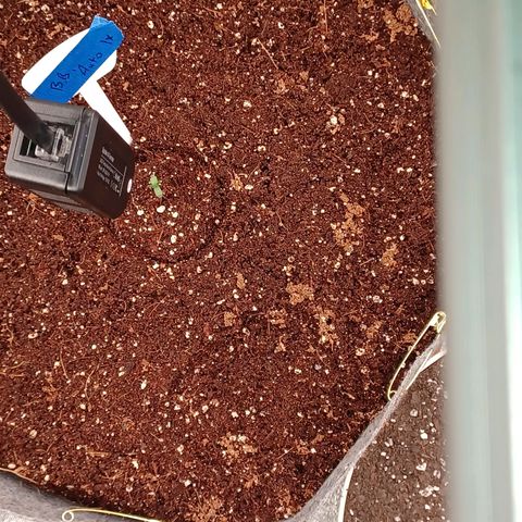 Esmarelda growlog timeline photo