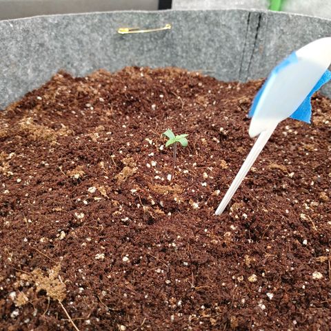 Esmarelda growlog timeline photo