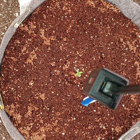 Esmarelda growlog timeline photo