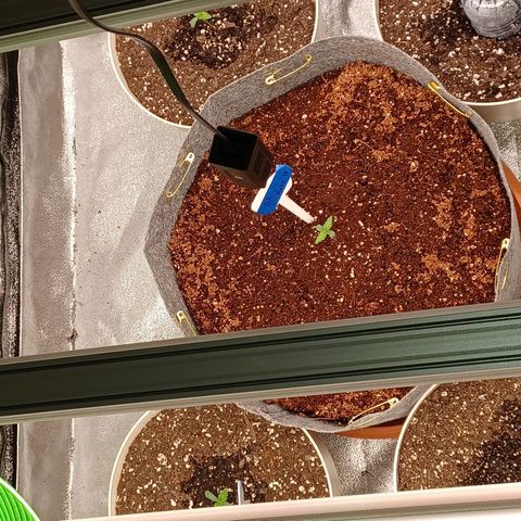 Esmarelda growlog timeline photo