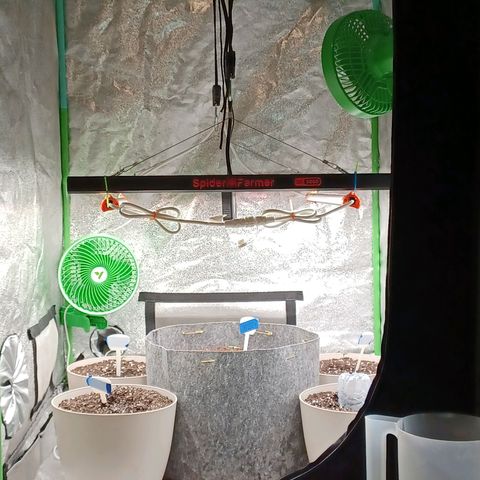 Esmarelda growlog timeline photo