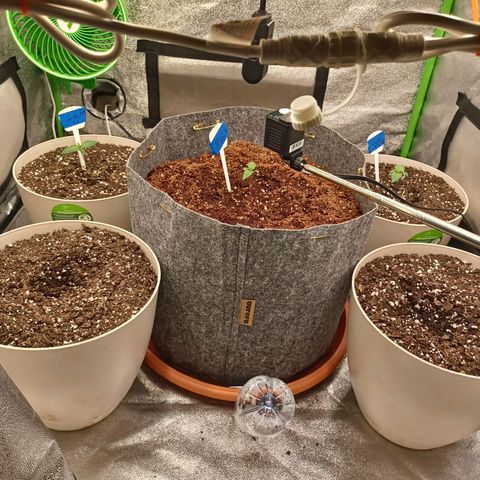 Esmarelda growlog timeline photo