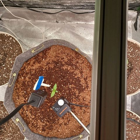 Esmarelda growlog timeline photo
