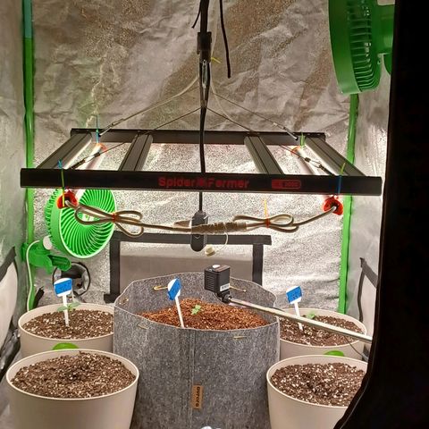 Esmarelda growlog timeline photo