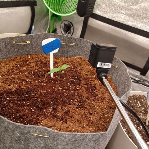 Esmarelda growlog timeline photo