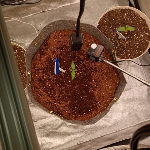 Esmarelda growlog timeline photo