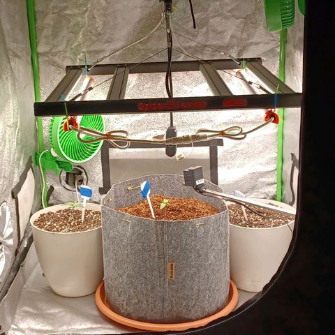 Esmarelda growlog timeline photo