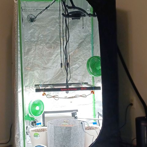 Esmarelda growlog timeline photo