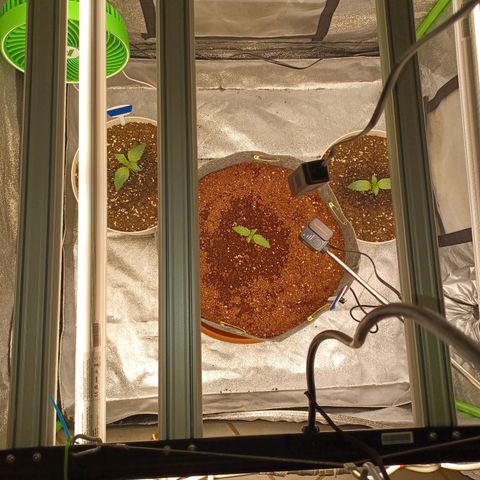 Esmarelda growlog timeline photo