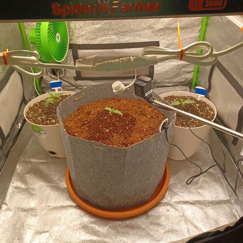 Esmarelda growlog timeline photo