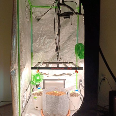 Esmarelda growlog timeline photo