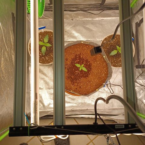 Esmarelda growlog timeline photo