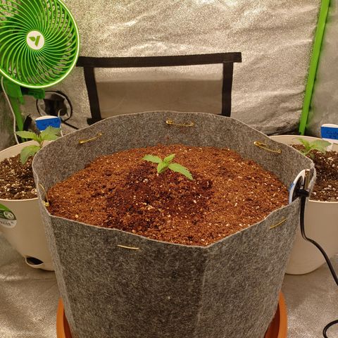 Esmarelda growlog timeline photo