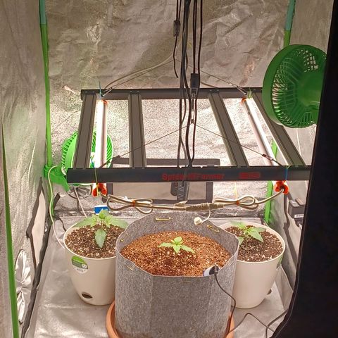 Esmarelda growlog timeline photo