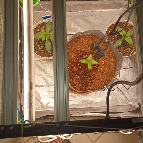 Esmarelda growlog timeline photo