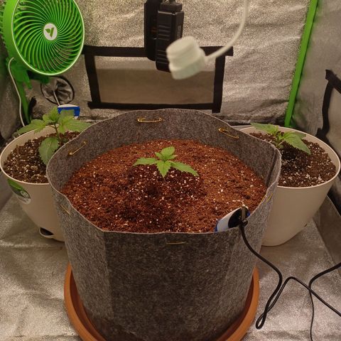 Esmarelda growlog timeline photo