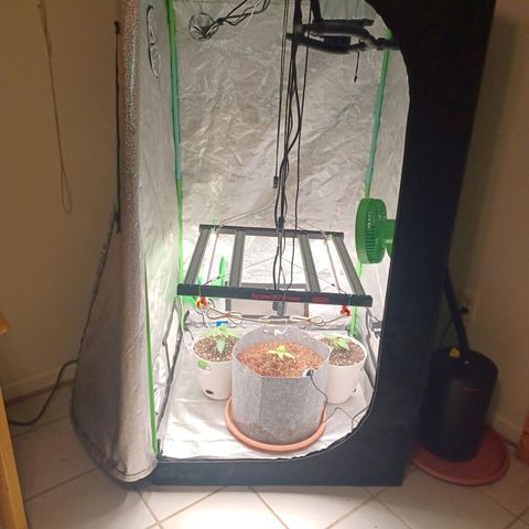 Esmarelda growlog timeline photo