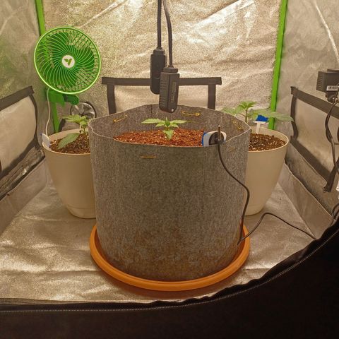 Esmarelda growlog timeline photo