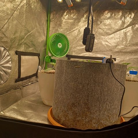Esmarelda growlog timeline photo