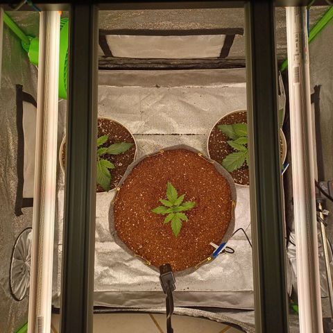 Esmarelda growlog timeline photo