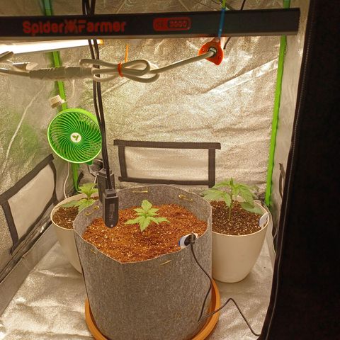 Esmarelda growlog timeline photo