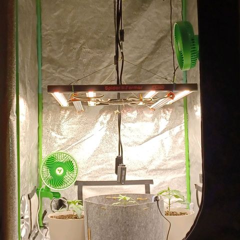 Esmarelda growlog timeline photo