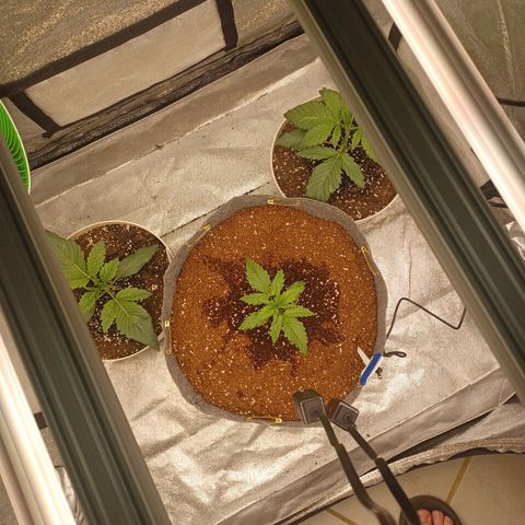Esmarelda growlog timeline photo