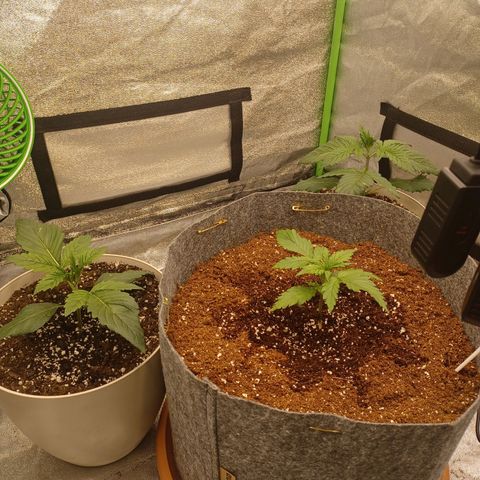 Esmarelda growlog timeline photo