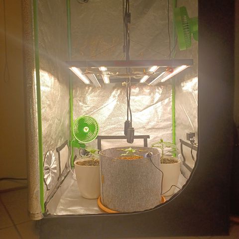 Esmarelda growlog timeline photo