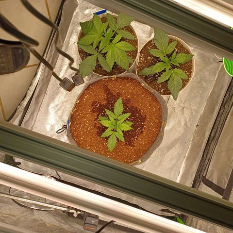 Esmarelda growlog timeline photo