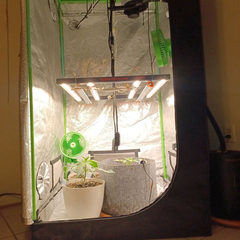 Esmarelda growlog timeline photo