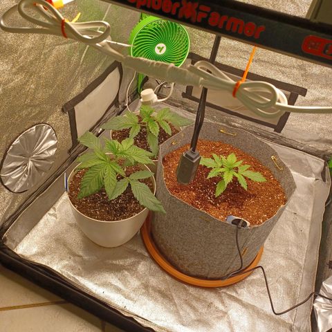 Esmarelda growlog timeline photo