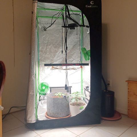 Esmarelda growlog timeline photo
