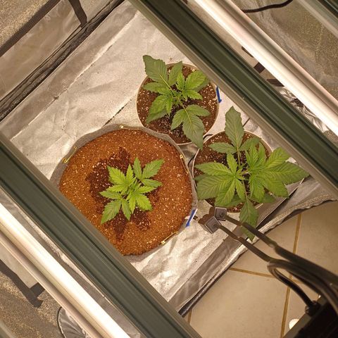 Esmarelda growlog timeline photo