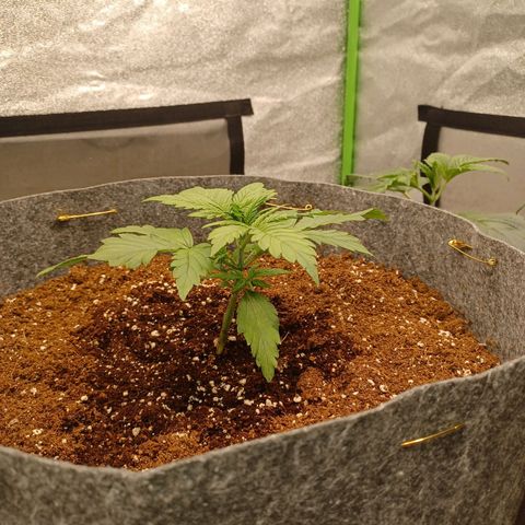 Esmarelda growlog timeline photo