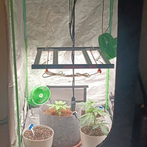 Esmarelda growlog timeline photo