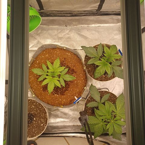 Esmarelda growlog timeline photo